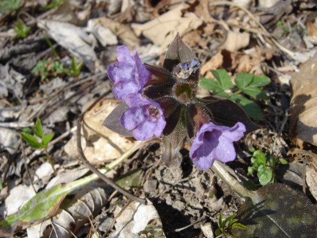 Fiori primaverili